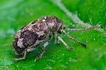 ptinomorphus-imperialis-foto-swadzba