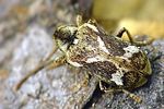 ptinomorphus-imperialis2-foto-krejcik
