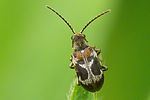ptinomorphus-regalis-foto-auer
