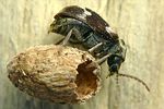 ptinomorphus-regalis-puppe2-foto-krumm
