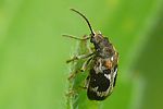ptinomorphus-regalis2-foto-auer