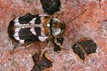 ptinomorphus-regalis2-foto-koehler