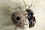 ptinomorphus-regalis2-foto-krumm