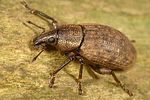barynotus-obscurus-foto-dewilde