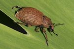 barynotus-obscurus-foto-rindlisbacher