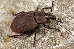 barynotus-obscurus2-foto-dewilde