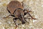 barynotus-obscurus3-foto-dewilde