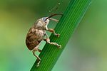 Curculio-venosus-foto-swadzba