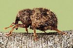 acalles-echinatus-cf2-foto-dvorak