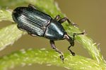 baris-picicornis-foto-koehler