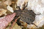 brachycerus-undatus-foto-day