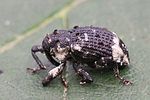 cryptorhynchus-lapathi-foto-opitz