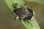 cryptorhynchus-lapathi4-foto-koehler
