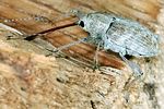 curculio-elephas-foto-keresztes