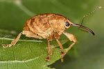 curculio-venosus-foto-altmann