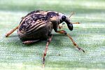 eubrychius-velutus2-foto-koehler