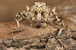 gasterocercus-depressirostris-detail-foto-koehler