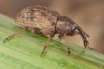 grypus-brunnirostris3-foto-koehler