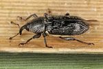 limnobaris-pilistriata2-foto-koehler