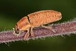 lixus-angustus-foto-altmann