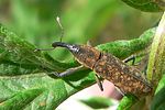 lixus-fasciculatus-foto-auer