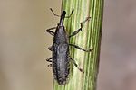 lixus-myagri-female-foto-koehler