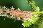 lixus-ochraceus-foto-dietz