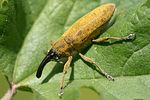 lixus-pulverulentus-foto-kremer