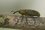 lixus-pulverulentus-foto-swadzba
