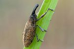 lixus-pulverulentus2-foto-swadzba