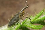 lixus-pulverulentus3-foto-koehler