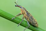 lixus-pulverulentus4-foto-swadzba