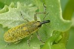 lixus-subtilis-foto-auer