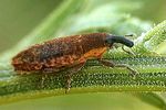 lixus-subtilis-foto-kozlowski