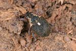 pelenomus-quadricorniger2-foto-koehler