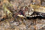 pelenomus-velaris2-foto-koehler