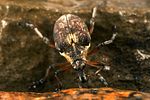 phytobius-leucogaster5-foto-koehler