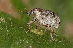phytobius-velaris2-foto-koehler