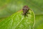 rhinoncus-bruchoides-foto-koehler
