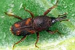 sitophilus-oryzae-foto-krumm