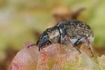 stenopelmus-rufinasis3-foto-koehler