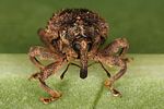 sternochetus-mangiferae3-foto-koehler