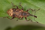 thryogenes-scirrhosus3-foto-koehler